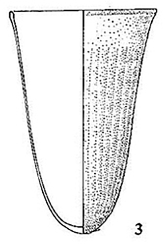 bell beaker b