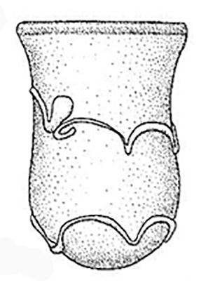 bell beaker b