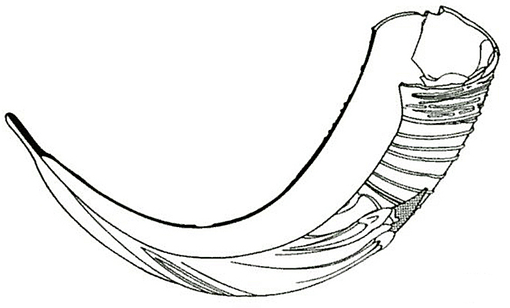 drinking horn