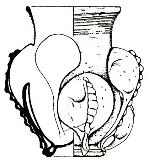 claw beaker